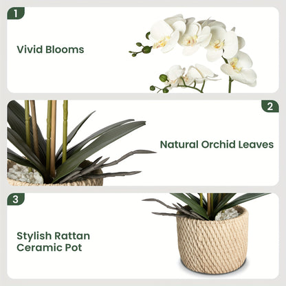 https://img.kwcdn.com/product/fancy/e66f4bed-fc64-4f73-9152-1b1d925b6553.jpg